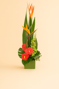 Tropicana