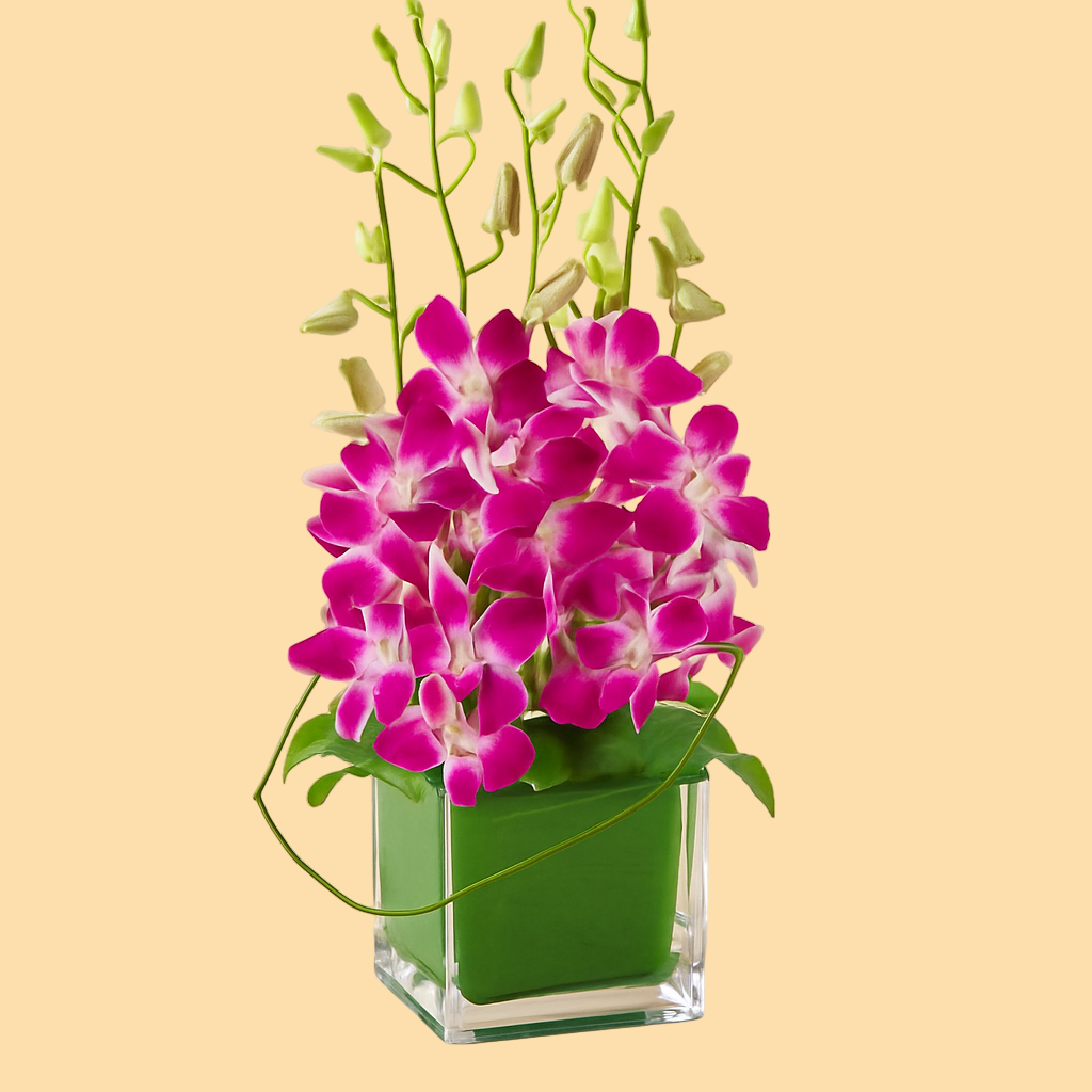 Violeta
